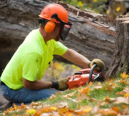 tree services Barnstable